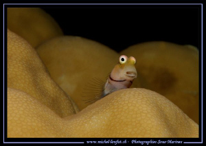 "Hello.......... it's me.... :O)" Que du bonheur... :O)... by Michel Lonfat 